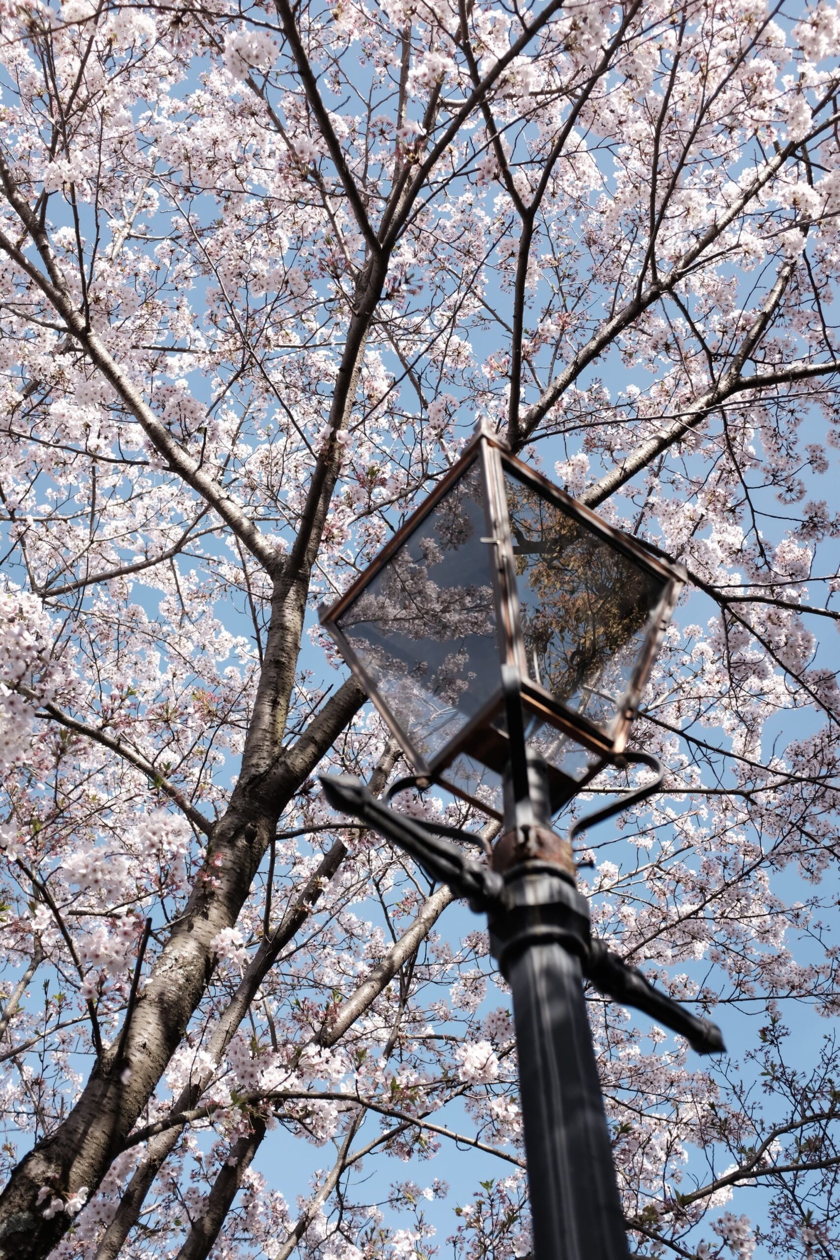 Beautiful cherry blossom tree with lantern in Pārdaugava during spring bloom.